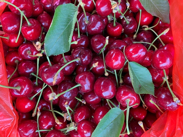 捷恒員工采櫻桃為母親節(jié)獻(xiàn)禮